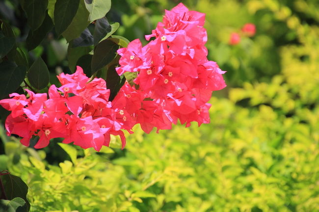 国产香蕉视频免费三角梅